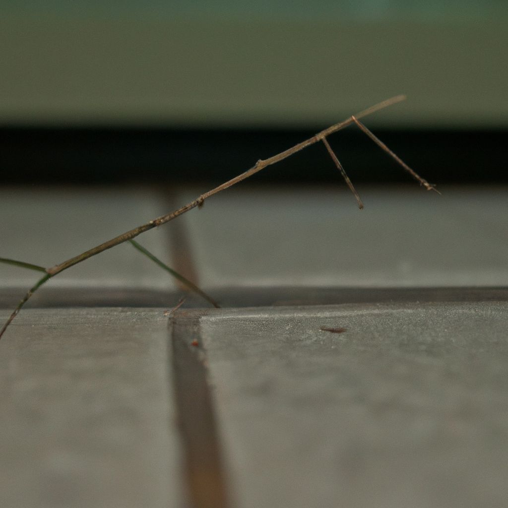 Why Do stick insects wobble Pet